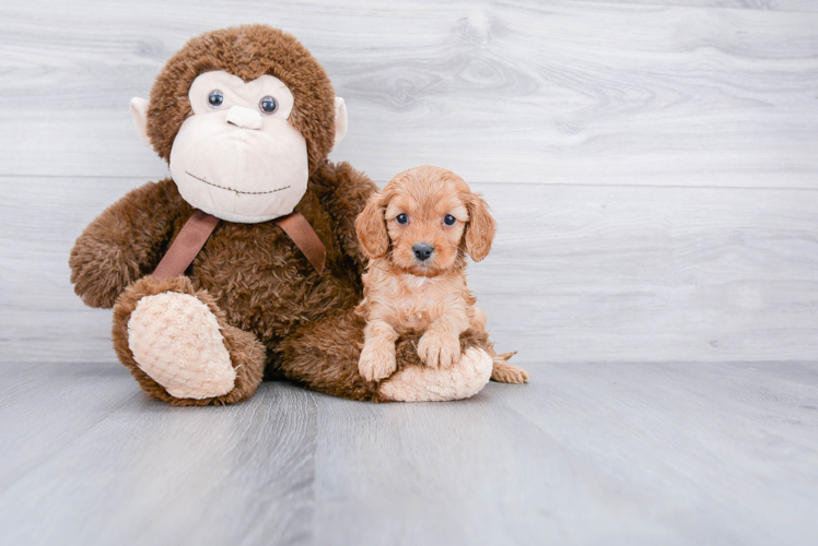 Cavapoo Pup Being Cute