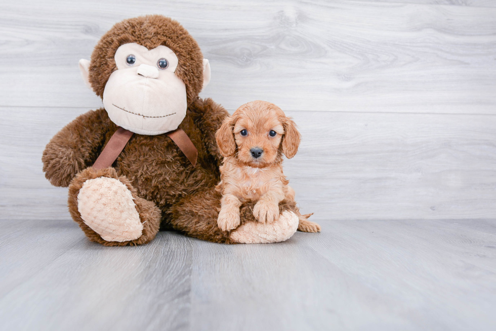 Cavapoo Pup Being Cute