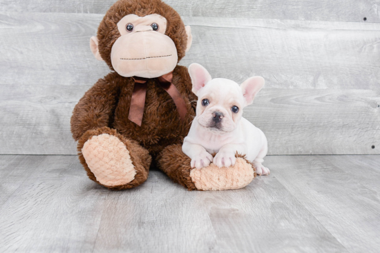 Sweet Frenchie Purebred Puppy