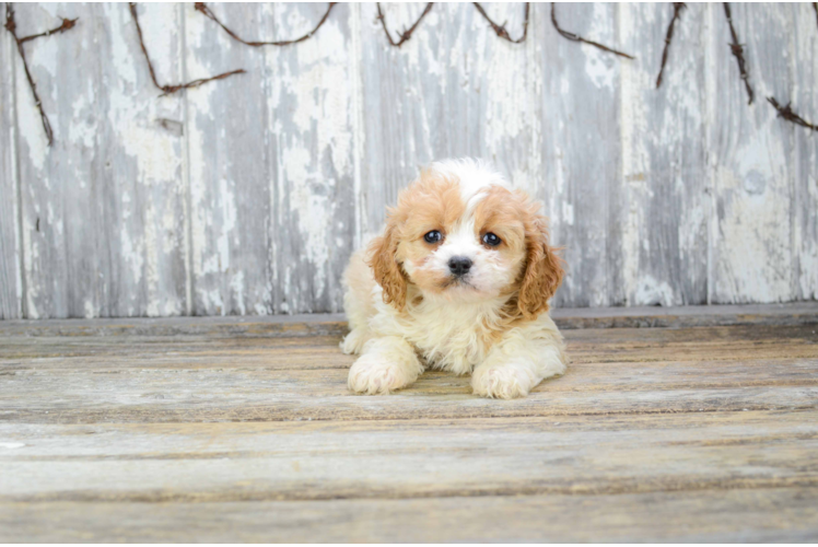 Cavachon Pup Being Cute