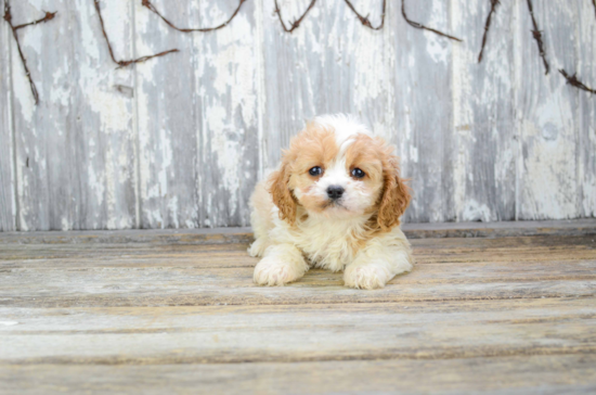 Cavachon Pup Being Cute