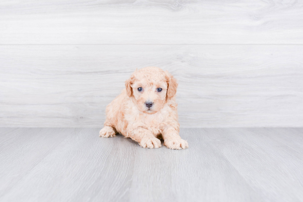 Cavapoo Pup Being Cute