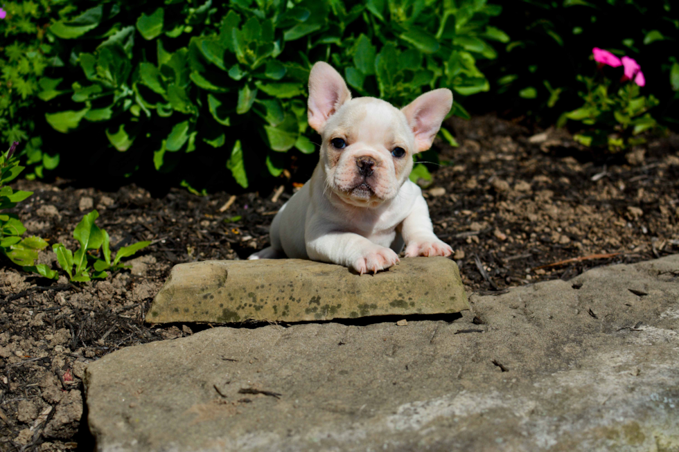 Happy Frenchie Purebred Puppy