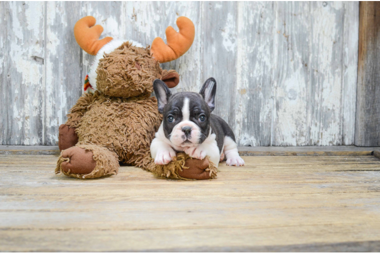 French Bulldog Puppy for Adoption