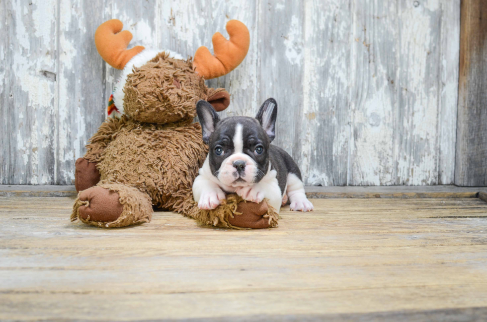 French Bulldog Puppy for Adoption