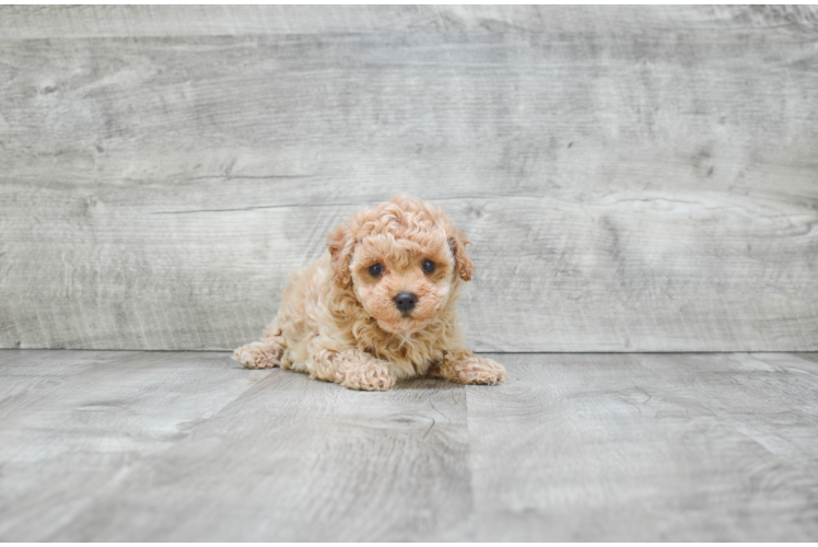 Maltipoo Puppy for Adoption