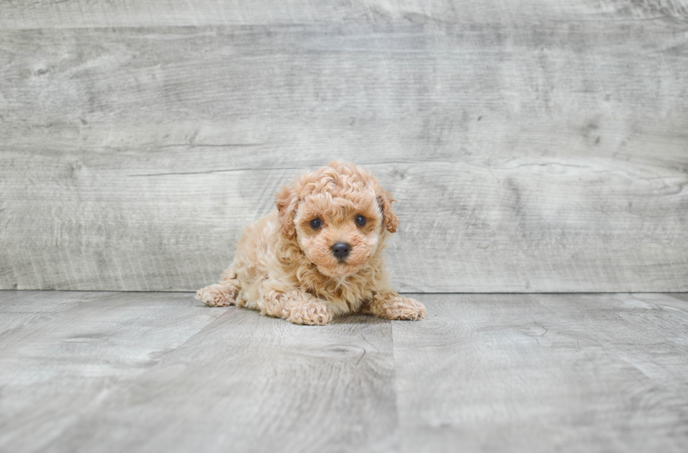 Maltipoo Puppy for Adoption