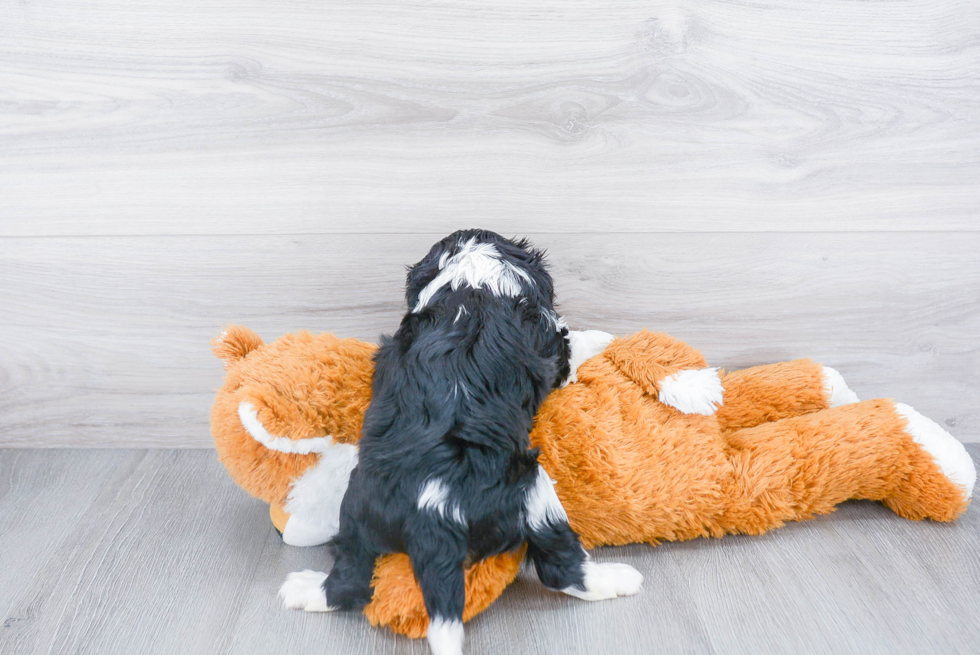 Best Cavalier King Charles Spaniel Baby