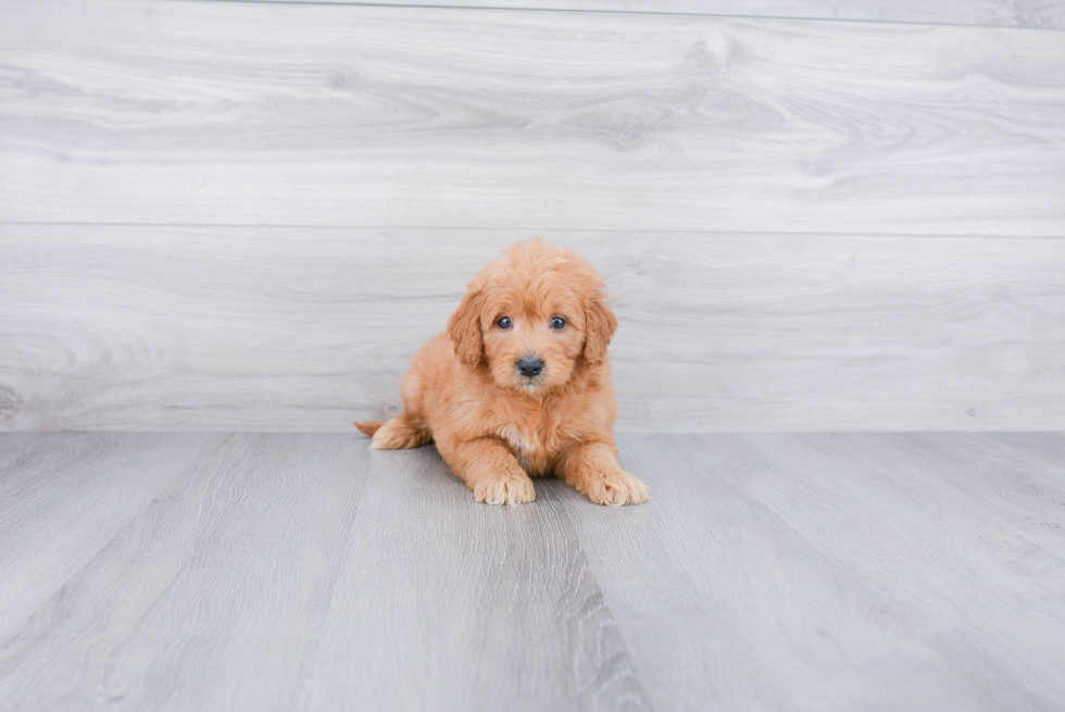 Mini Goldendoodle Pup Being Cute