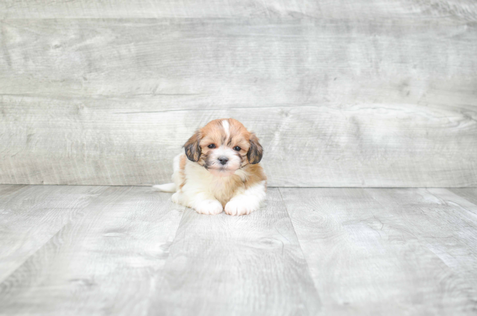 Teddy Bear Pup Being Cute