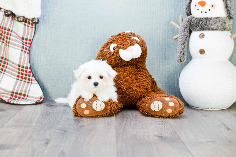 Maltese Pup Being Cute