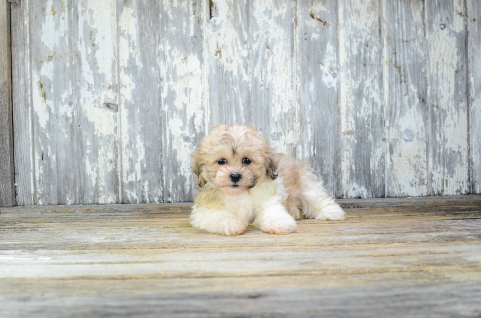 Teddy Bear Pup Being Cute