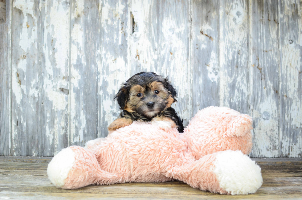 Best Morkie Baby