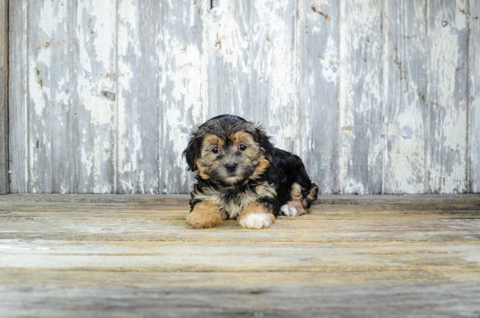 Morkie Puppy for Adoption