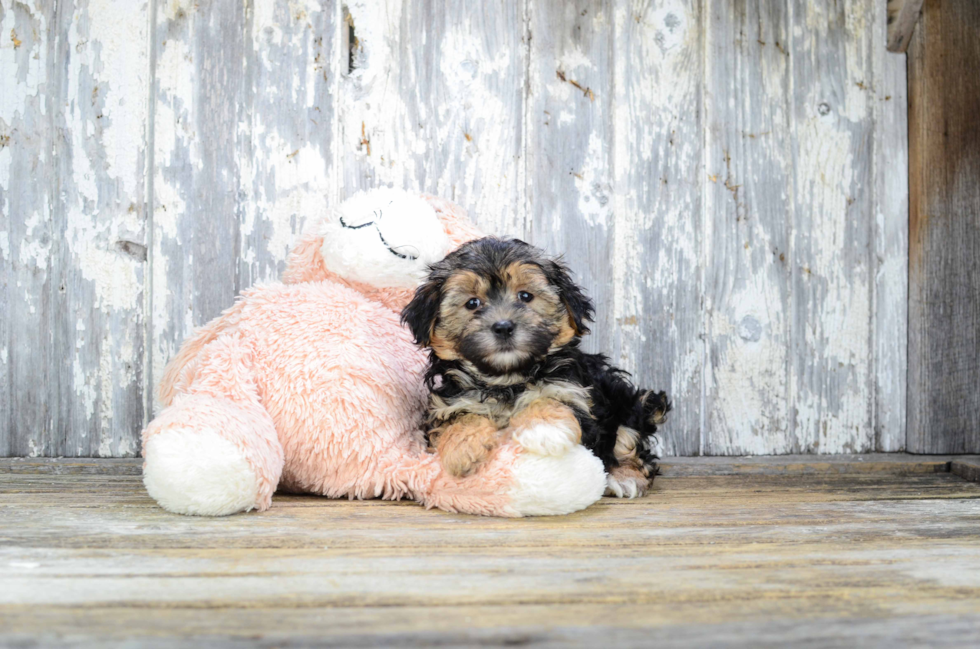 Energetic Yorkie Designer Puppy