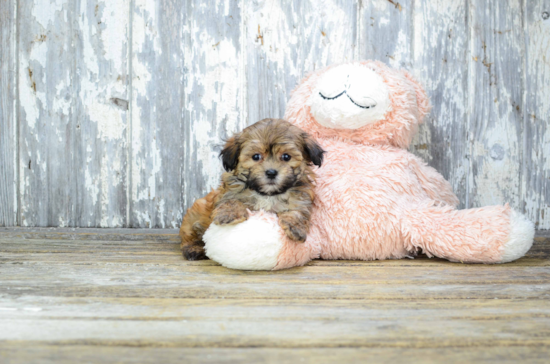 Hypoallergenic Yorkie Designer Puppy