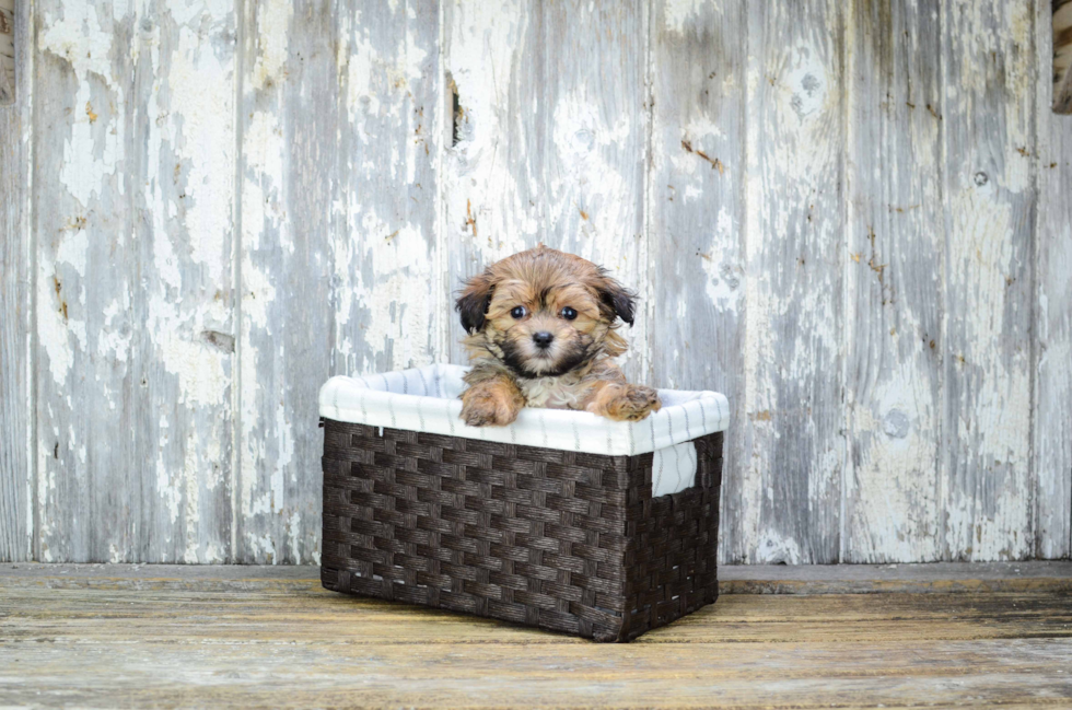 Morkie Pup Being Cute