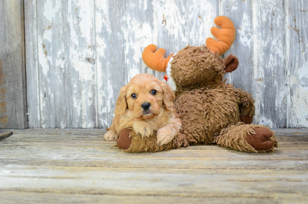 Best Cavapoo Baby