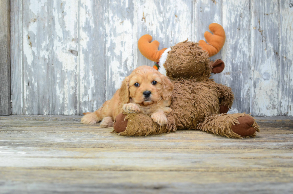 Cavapoo Pup Being Cute