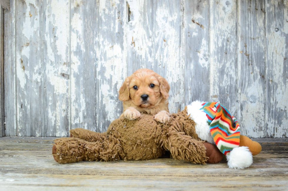 Cavapoo Pup Being Cute