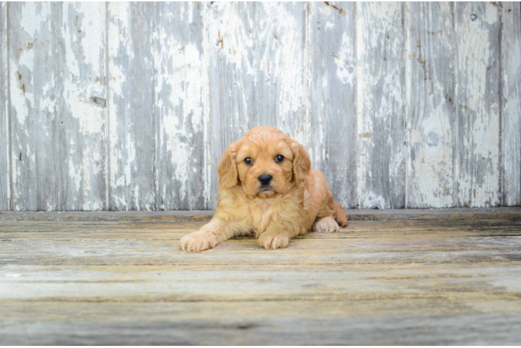 Cavapoo Pup Being Cute