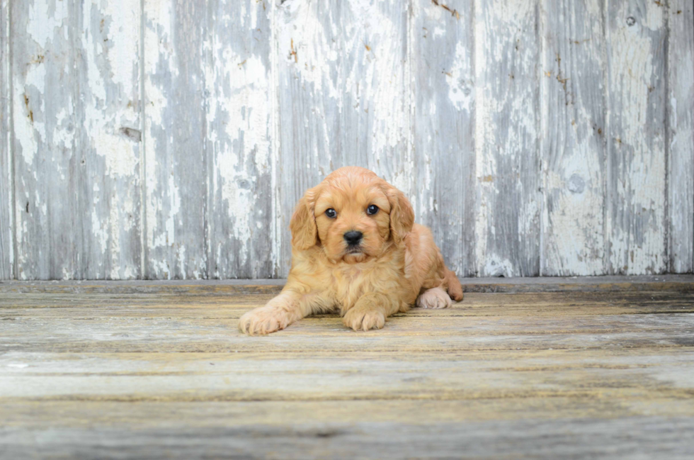 Cavapoo Pup Being Cute