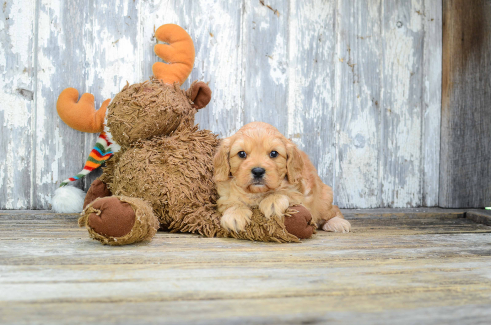 Cavapoo Puppy for Adoption