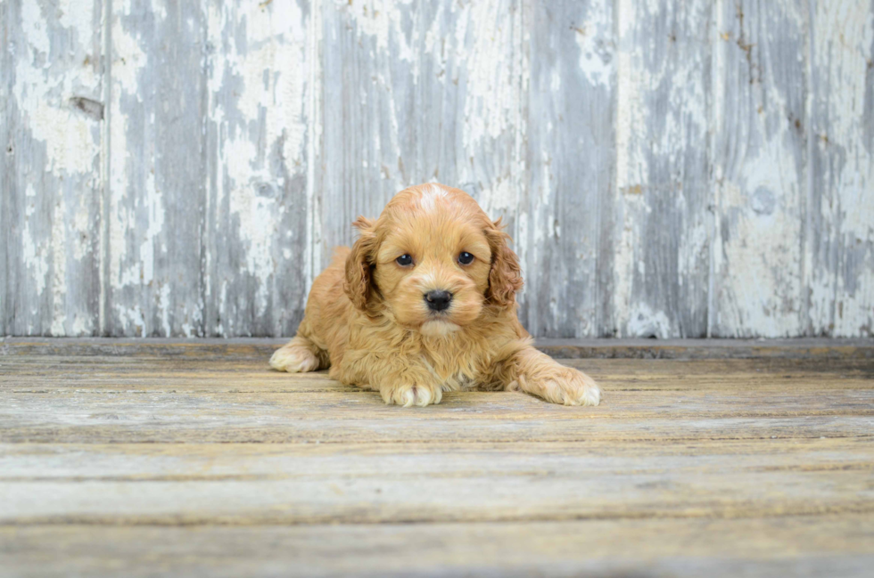 Fluffy Cavapoo Poodle Mix Pup