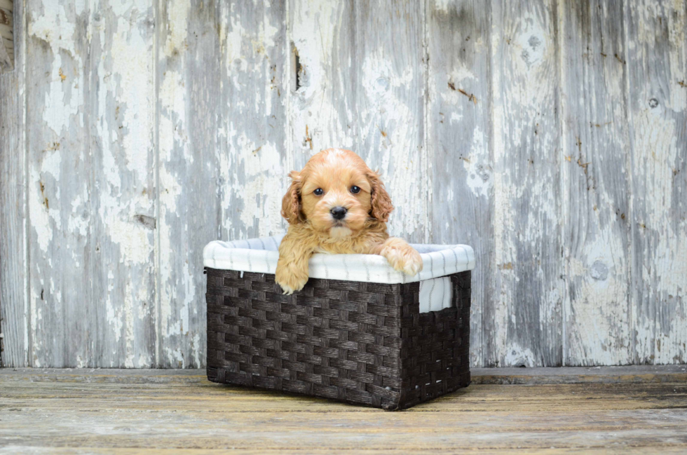 Best Cavapoo Baby