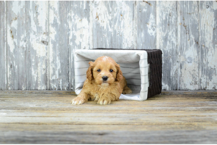 Cavapoo Puppy for Adoption