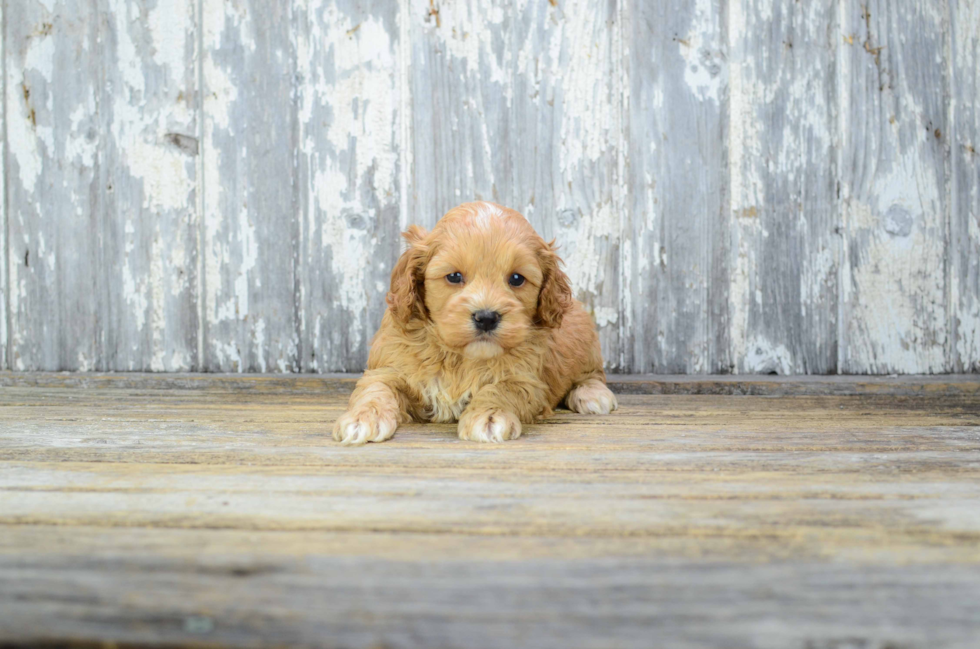 Petite Cavapoo Poodle Mix Pup