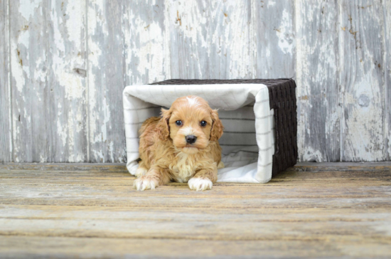 Best Cavapoo Baby