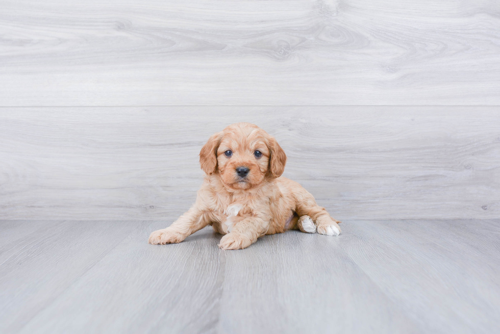 Cavapoo Puppy for Adoption