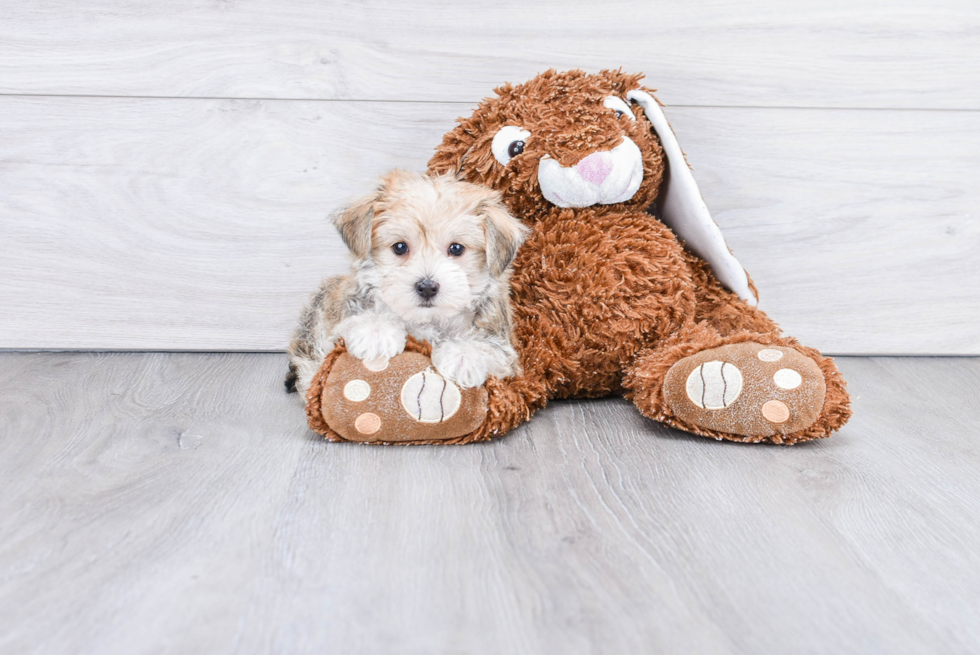 Friendly Morkie Baby