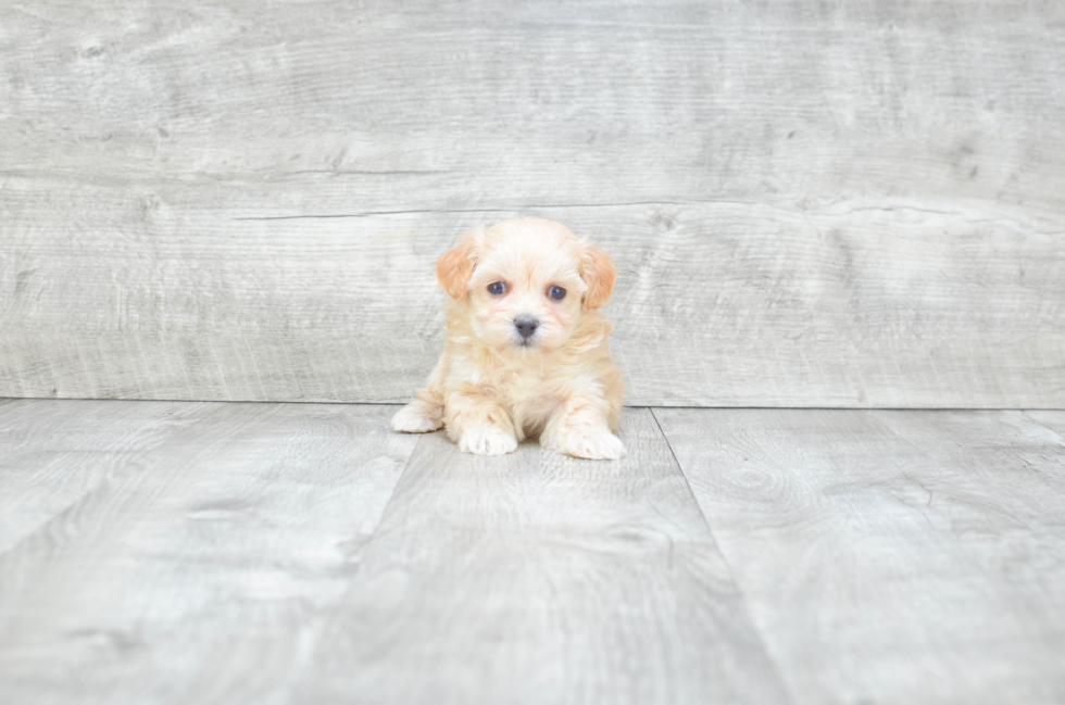 Best Maltipoo Baby