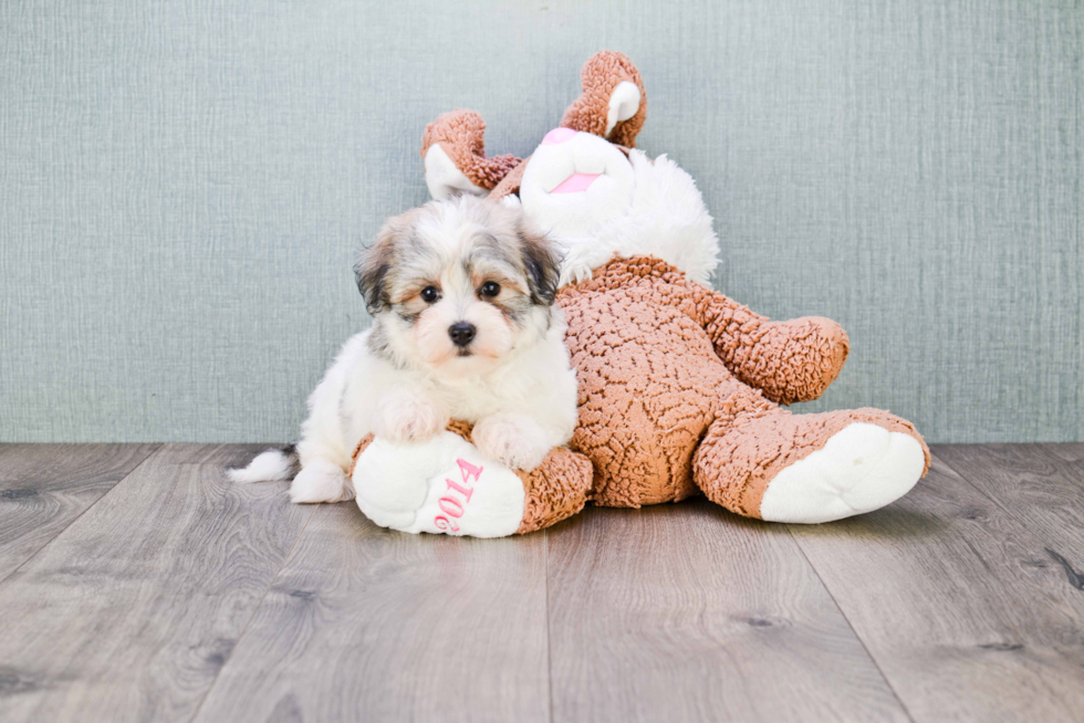 Havanese Puppy for Adoption