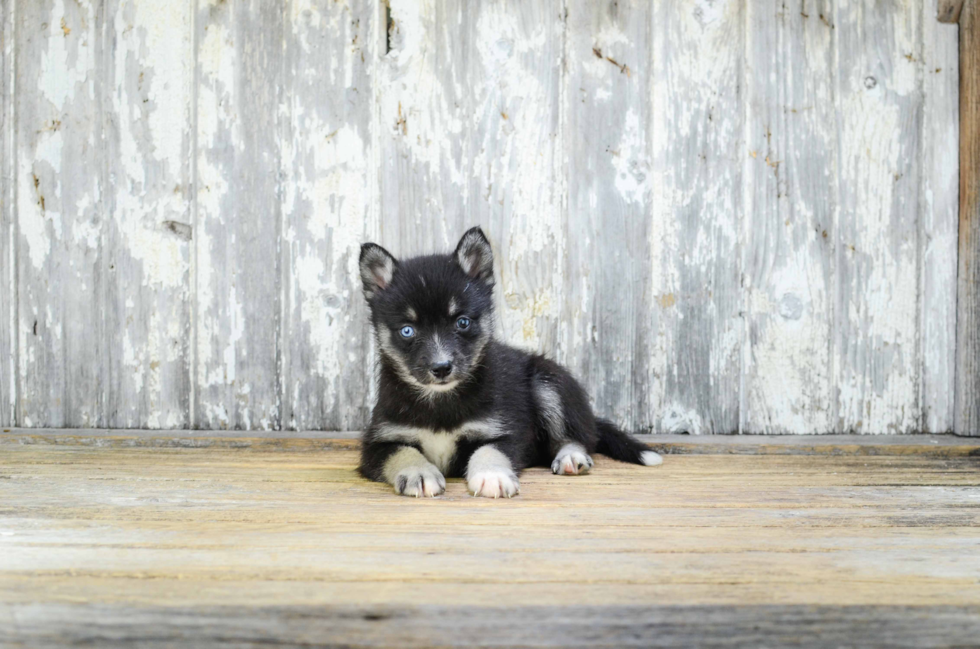 Pomsky Pup Being Cute