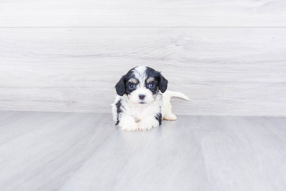 Petite Cavachon Designer Pup