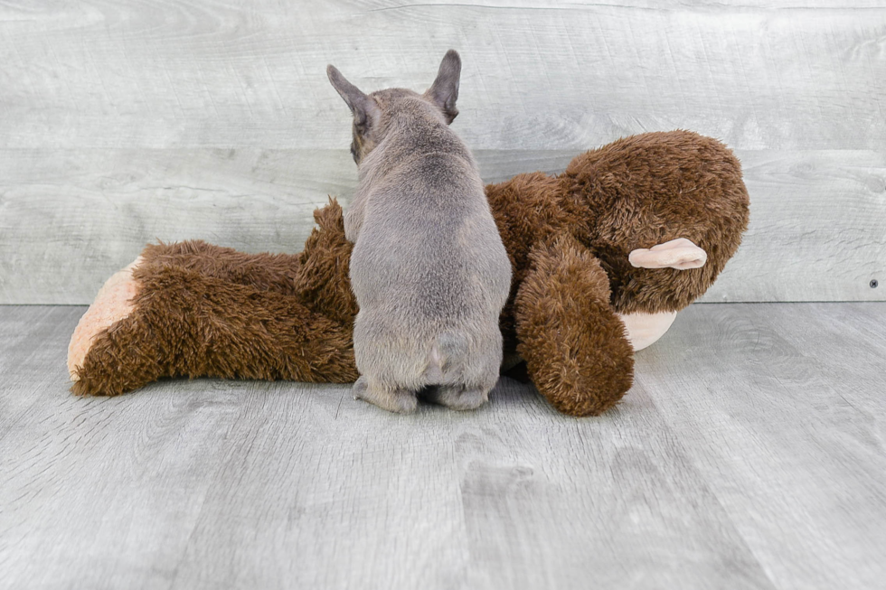 Little French Bulldog Purebred Pup