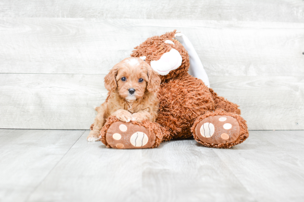 Cavapoo Puppy for Adoption