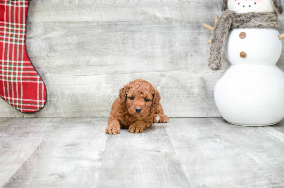 Popular Mini Goldendoodle Poodle Mix Pup