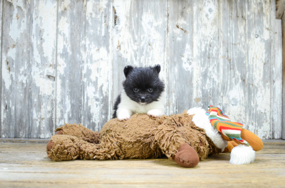 Playful Pomeranian Purebred Pup