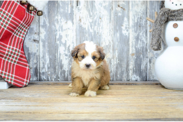 Hypoallergenic Bernadoodle Poodle Mix Puppy