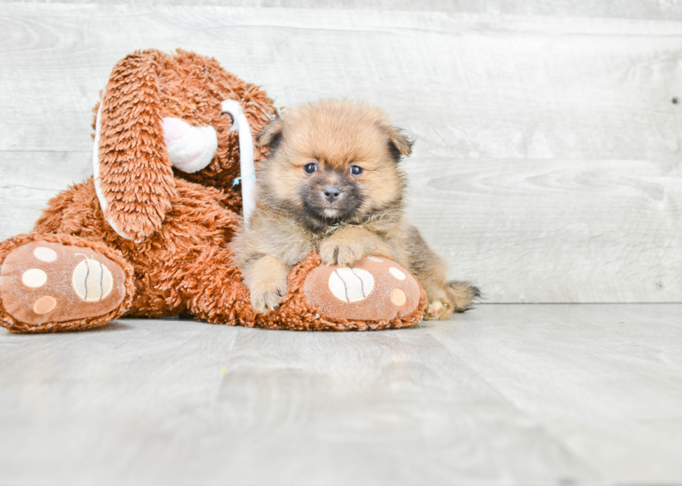 Happy Pomeranian Purebred Puppy