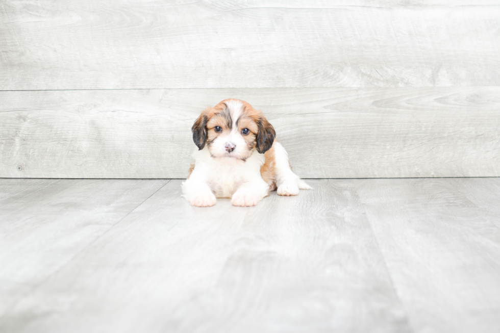 Small Cavachon Baby