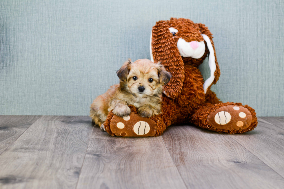 Morkie Puppy for Adoption