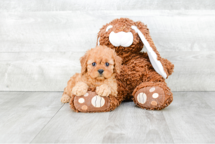 Best Cavapoo Baby