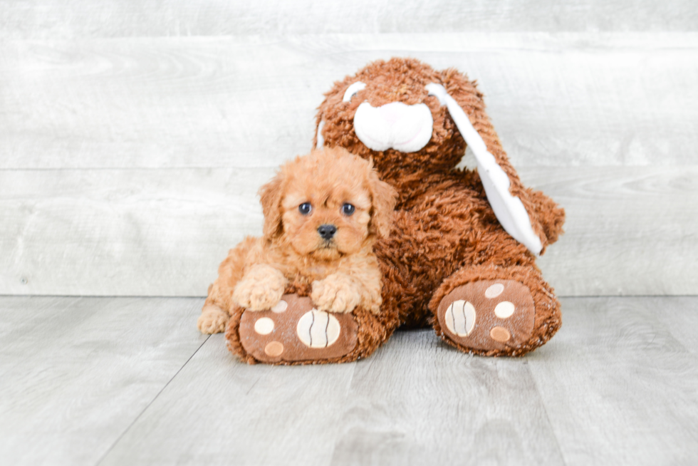 Best Cavapoo Baby