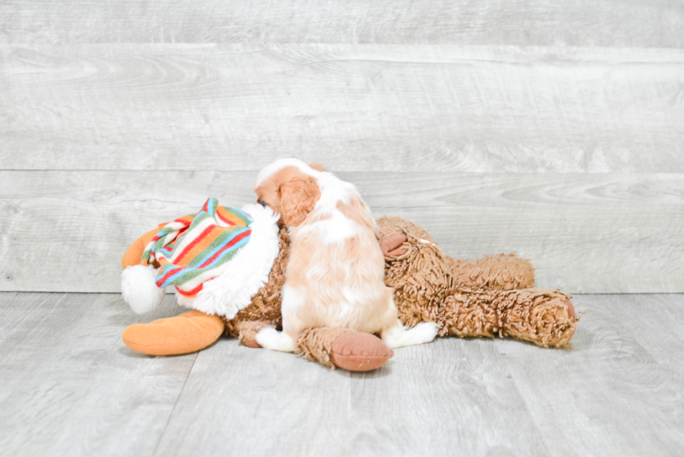 Cavalier King Charles Spaniel Puppy for Adoption