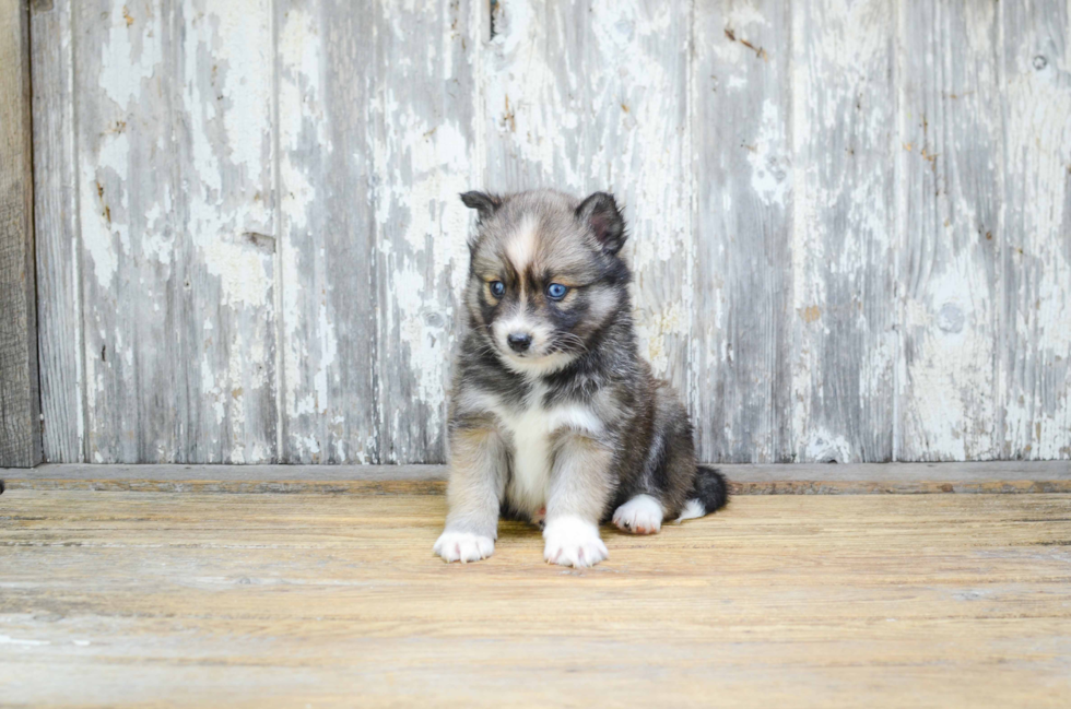 Pomsky Puppy for Adoption